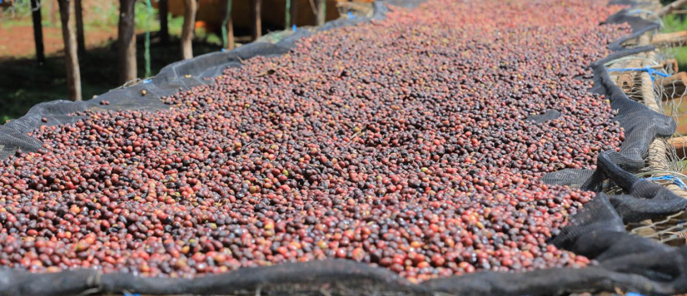 Ethiopia Dry Process Guji Goro (12 oz.)