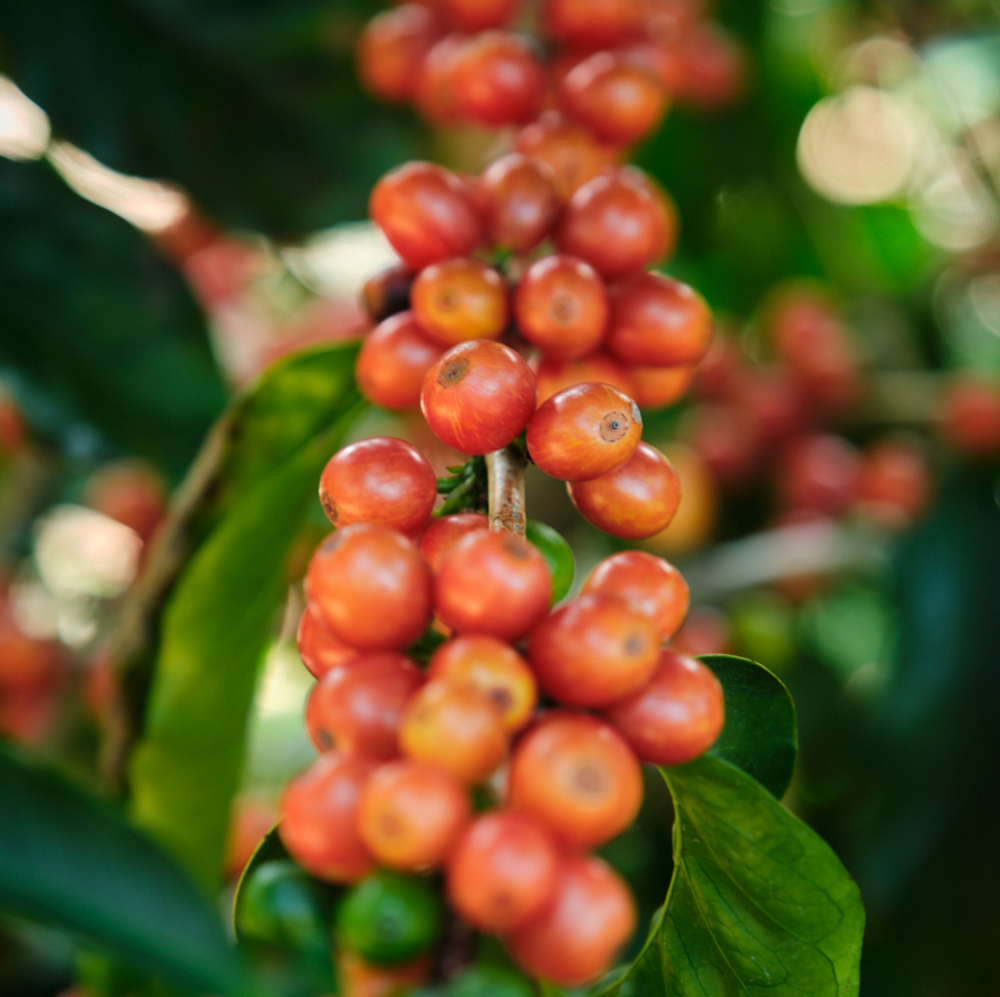 Colombia Huila Pink Bourbon (12 oz.)